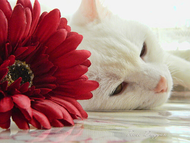 Kaiyun APP-史上季后赛最令人动容的瞬间盘点，季后赛出场时间排行榜